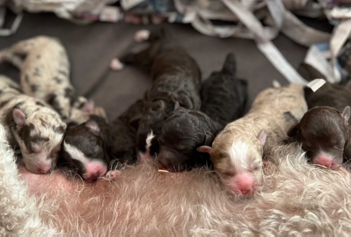 The aussie doodle litter